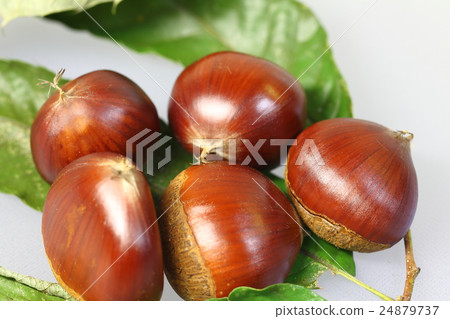 [秋天栗子]水平位置 24879737