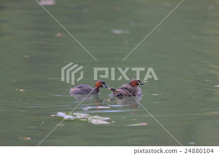 Kaizuburi的育兒 Kaizuburi的育兒 24880104