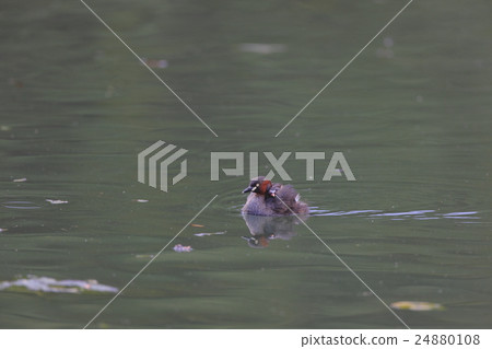 Kaizuburi的育兒 Kaizuburi的育兒 24880108