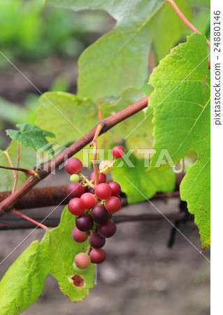 Vineyard with bad grapes in the orchard Vineyard with bad grapes in the orchard 24880146