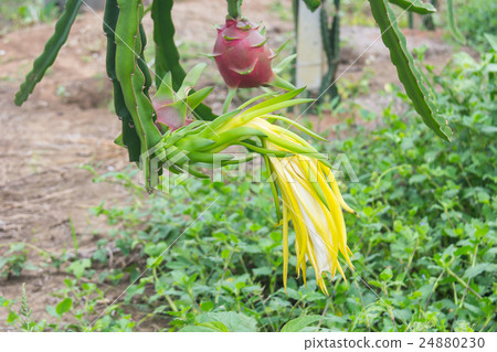 Dragon fruit,Pitaya on tree 24880230