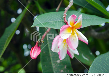 Plumeria flowers on tree Plumeria flowers on tree 24880342