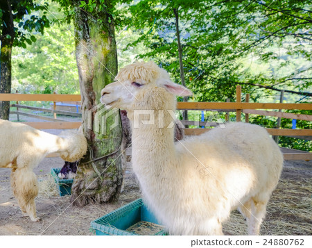 羊駝2 羊駝2 24880762