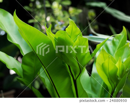 large bird's nest fern leaves, under natural light 24880930