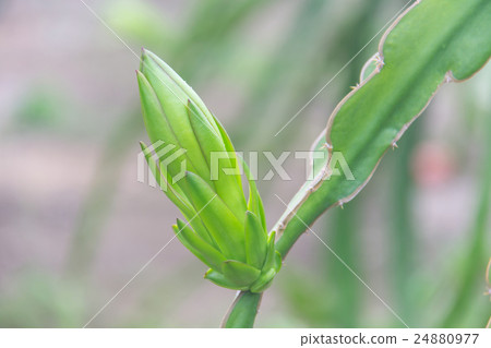 Dragon fruit,Pitaya on tree 24880977