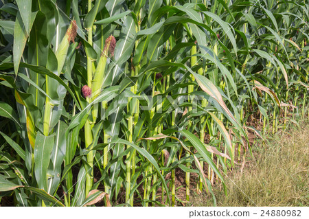 Zea mays Linn. , Sweet corn in the field 24880982