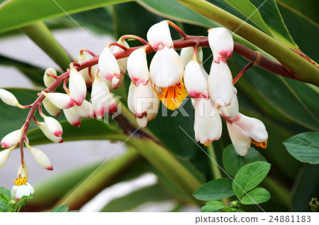 Ghetto flowers 24881183