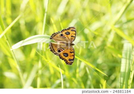 Tatehamodoki Tatehamodoki 24881184