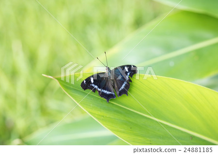 White-winged Papilio 24881185