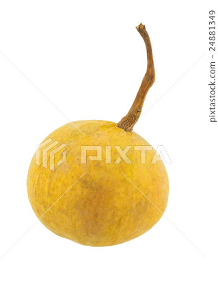 Sentul isolated on the white background. 24881349