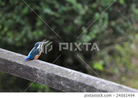 翠鳥 翠鳥 24881494