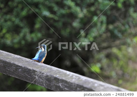 Kingfisher 24881499