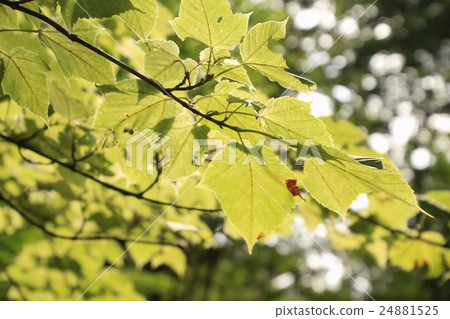 Maple named first snow, Urihadada maple Maple named first snow, Urihadada maple 24881525