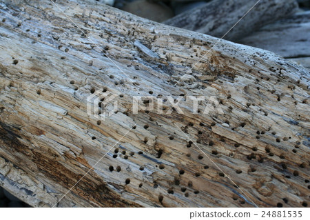 Driftwood Driftwood 24881535