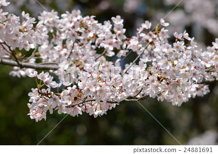 Cherry Blossoms   24881691