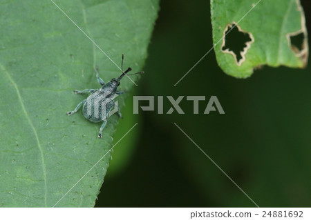 It seems to lay eggs of living things insects, cuticle gutshots, fruits of Aodzrafuji. Body color is similar to real color 24881692