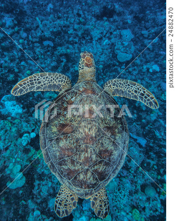 海龜 24882470