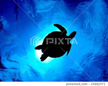 Sea turtle 24882471