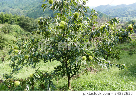 A tree with a yoga chestnut yoga 24882633