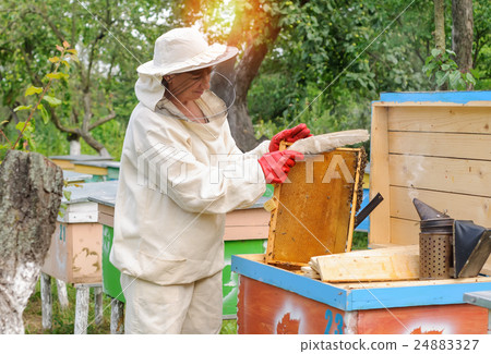 woman beekeeper selects honey comb to drain woman beekeeper selects honey comb to drain 24883327