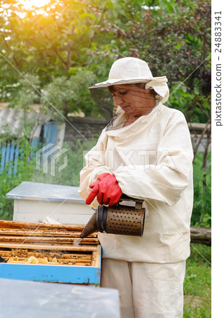 woman beekeeper looks after bees woman beekeeper looks after bees 24883341