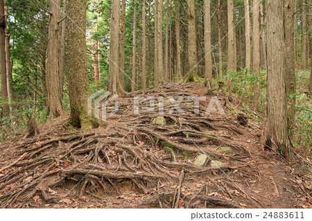 長野縣Okawayama山徑公路 長野縣Okawayama山徑公路 24883611