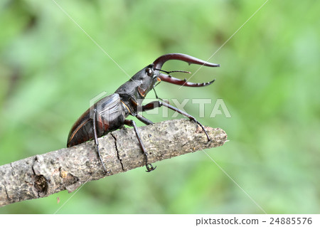 雄鹿甲蟲 24885576