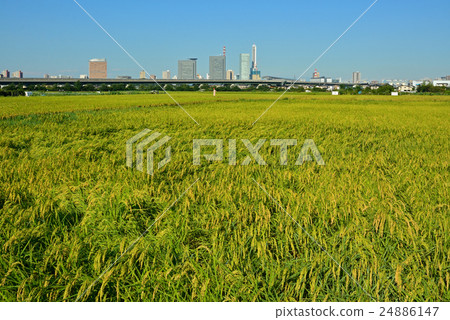 Meanuma稻田：在Inaho和埼玉Shintensen市中心Kamiyamaguchi Shinda 24886147