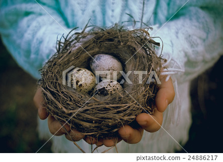 Eggs in the nest. 24886217