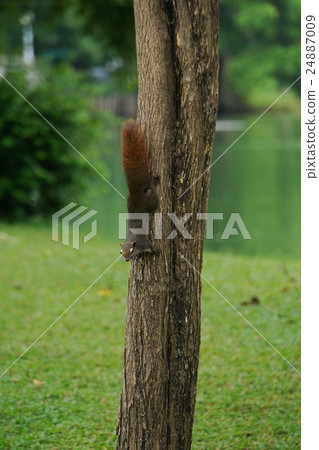 Squirrel in Bangkok, Thailand in Bangkok, Thailand Squirrel in Bangkok, Thailand in Bangkok, Thailand 24887009
