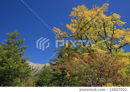 Komori Yellow leaves 24887092