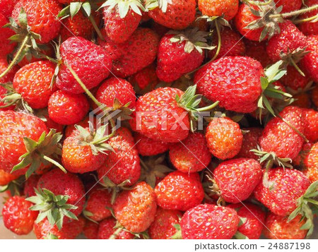 圖庫照片: strawberry fruit background