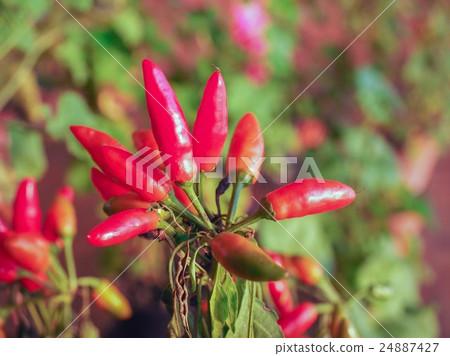 Chili Pepper 24887427