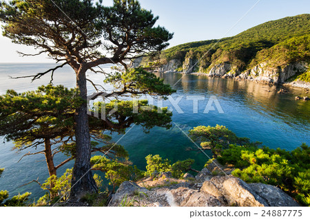 Pine-tree on a rock at the sea 24887775