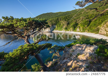 Pine-tree on a rock at the sea 24887776