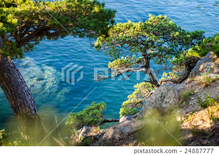 Pine-tree on a rock at the sea 24887777
