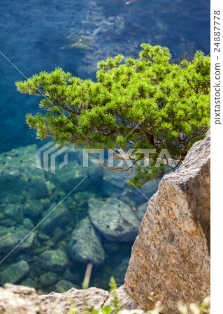 Pine-tree on a rock at the sea 24887778