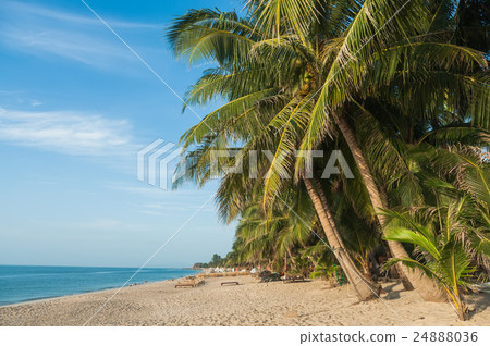 Palms on the beach, Ko Samui island, Thailand 24888036