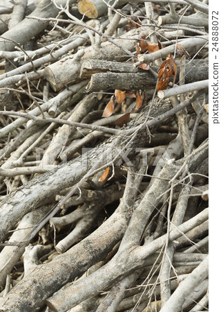 Dead tree Dead tree 24888072