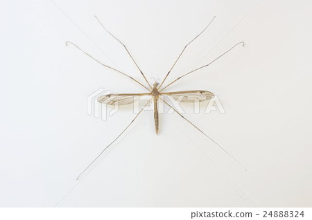 Gagambo whole insects resembling a large mosquito Gagambo whole insects resembling a large mosquito 24888324