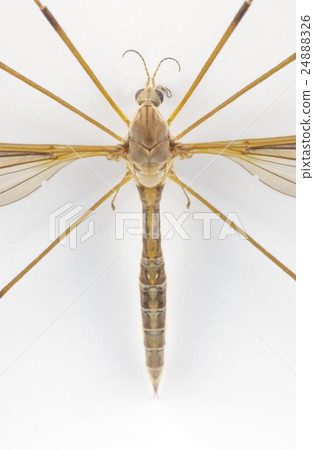 昆蟲樹幹像Gagambo大蚊子一樣放大垂直 24888326