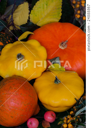 Diverse assortment of pumpkins on a background Diverse assortment of pumpkins on a background 24888867