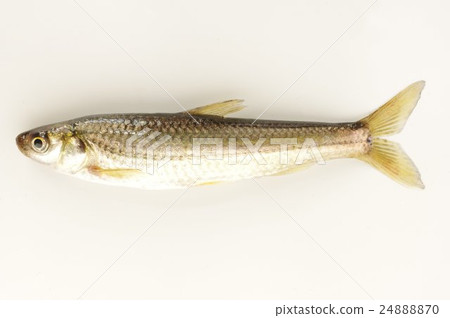 Tamoroko（Tanuko）整條河魚在運河中供水 24888870