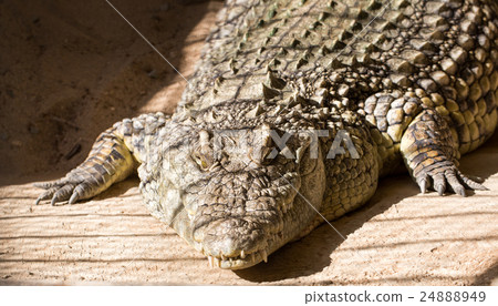 Huge crocodile basking in the sun 24888949