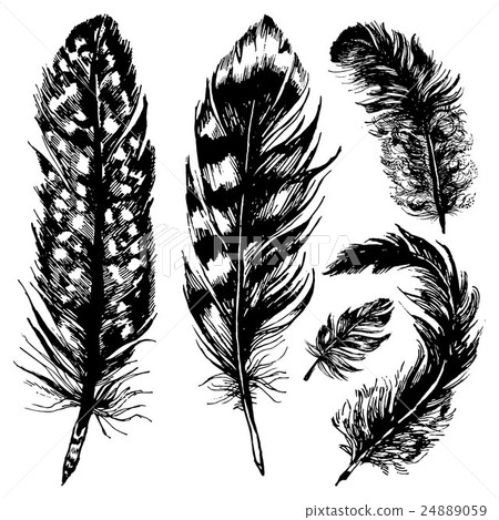 Hand drawn ink feathers set 24889059