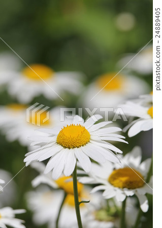 Shasta Daisy 24889405