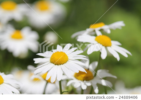 沙斯塔黛西 沙斯塔黛西 24889406