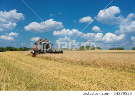 Harvester on a field of wheat 24889539