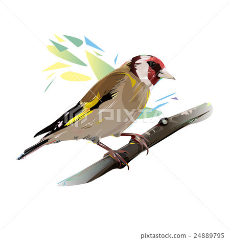 Goldfinch Bird, Vector Illustration Goldfinch Bird, Vector Illustration 24889795