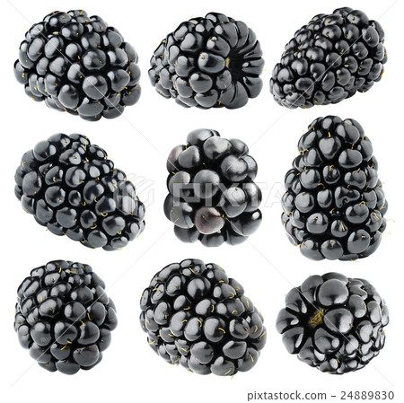 Isolated blackberries collection 24889830